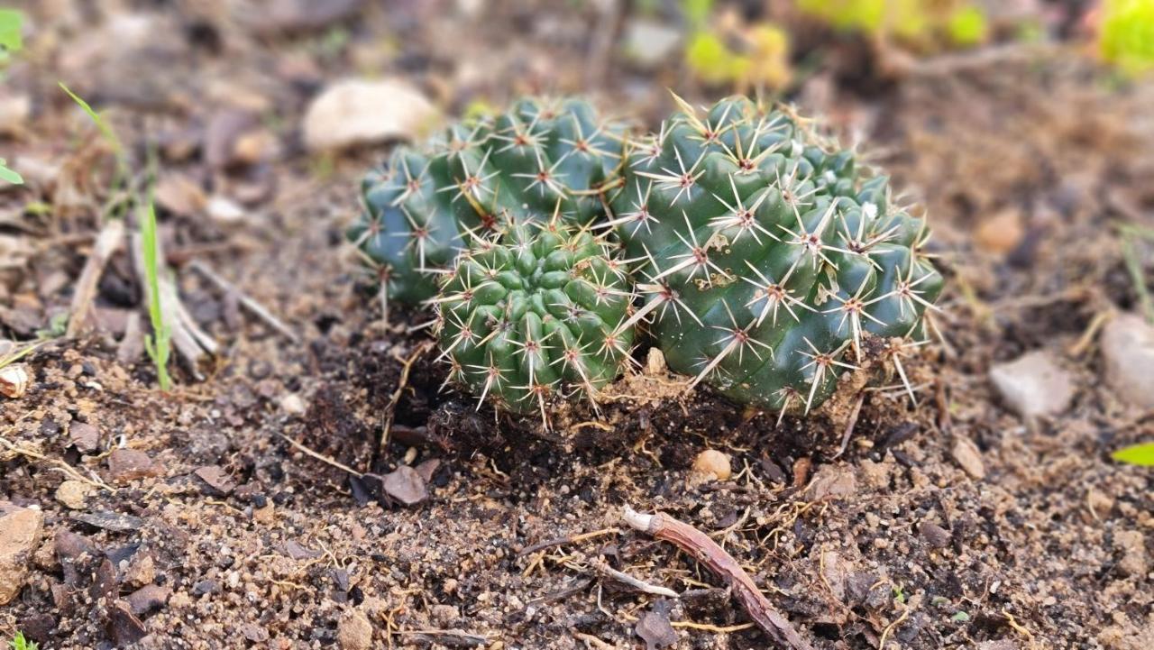 法鲁区Monte Da Ti Luzia别墅 外观 照片